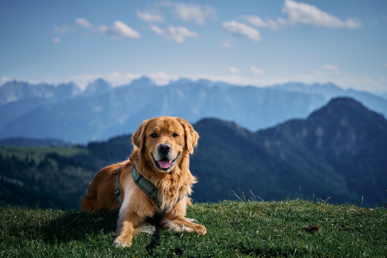 A golden retriever resting in a mountain meadow